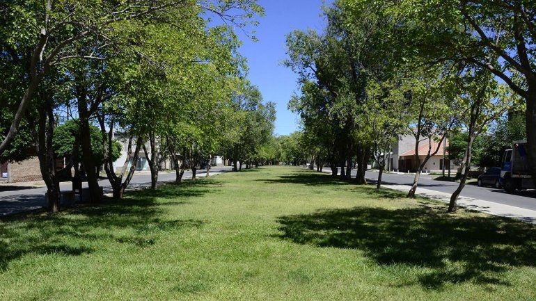 Quieren retirar 100 árboles para hacer una obra de cloacas en el Oeste