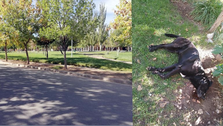 Aseguran que el envenenador serial de perros usó una sustancia muy fuerte