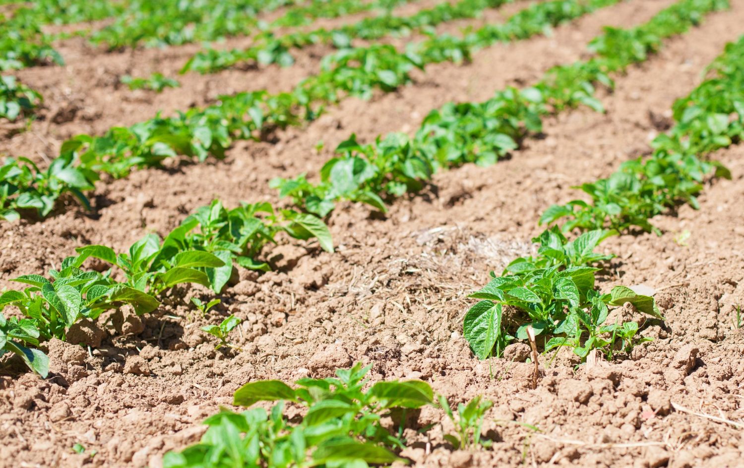 Cómo la papa en Río Negro supera a Buenos Aires: la clave de un cultivo  eficiente