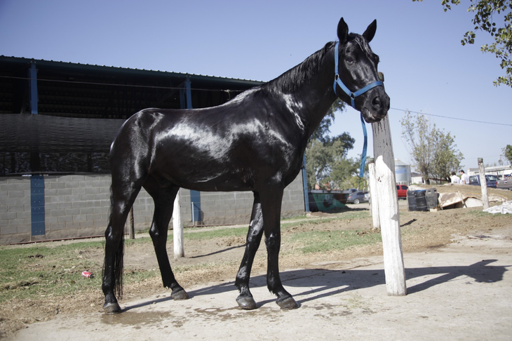 La genética nacional de Pura Sangre de Carrera aporta el 27,9% de los ingresos totales del sector. La genética nacional de Pura Sangre de Carrera aporta el 27,9% de los ingresos totales del sector.