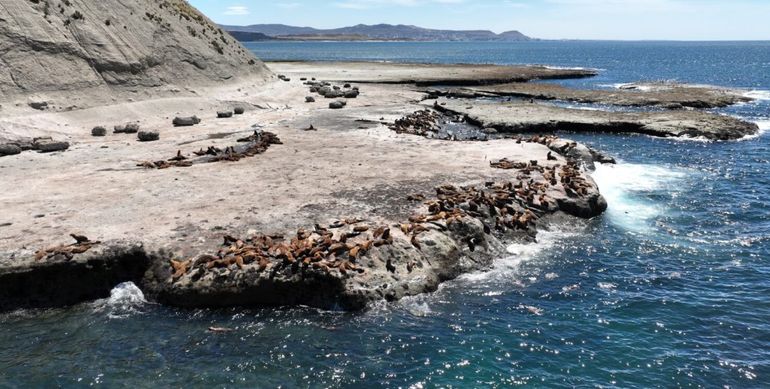 Área Natural Protegida Punta Marqués, en Chubut. Área Natural Protegida Punta Marqués, en Chubut.
