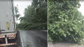 Video: peligro por la caída de un árbol en la Ruta 151 tras la tormenta | LM Neuquen Video: peligro por la caída de un árbol en la Ruta 151 tras la tormenta
