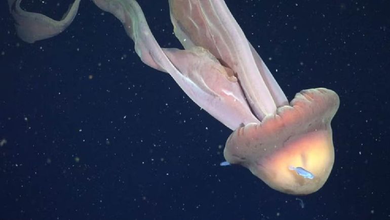 La expedición de científicos del Conicet en el Mar Argentino tiene como objetivo hallar nuevas especies marítimas.