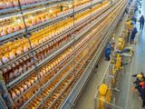 La planta altamente automatizada de Handan es la más grande, en producción de huevos, del globo.