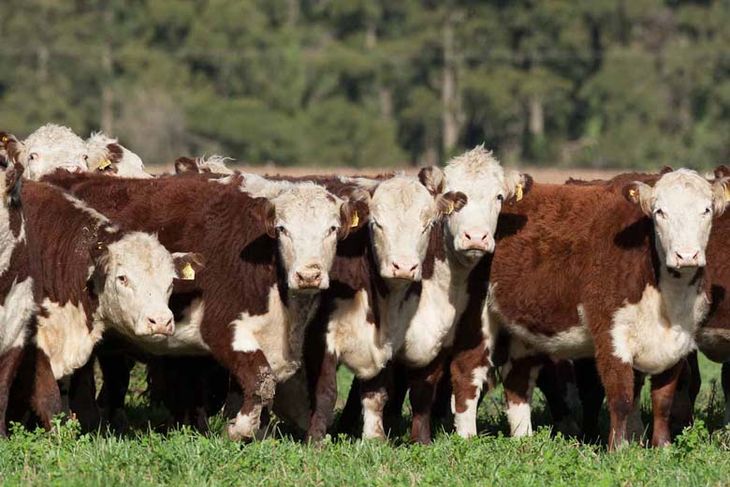 La falta de oferta local de hacienda, hace disparar los valores en góndola del asado.