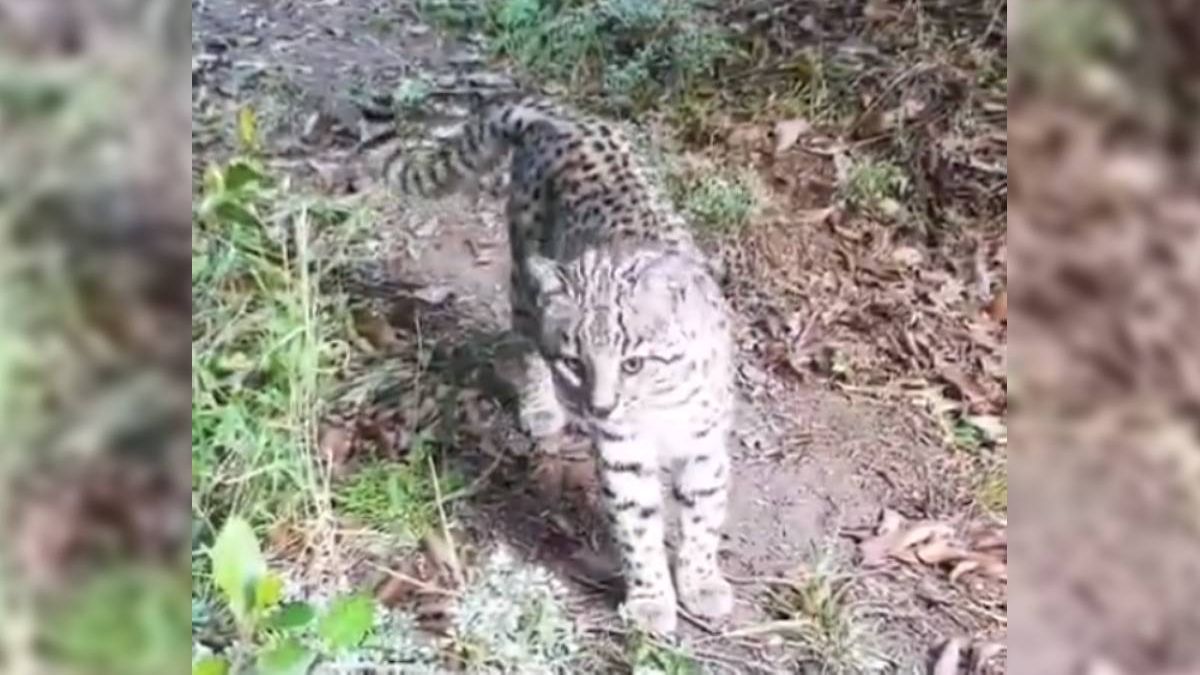 Encontraron cuero de gato montés en un allanamiento en Neuquén y declararon el alerta por caza ilegal