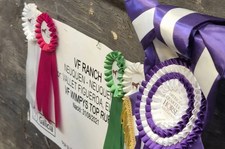 De Vaca Muerta a criador estrella: Elvis Vallet Figueroa brilla con sus caballos en La Rural