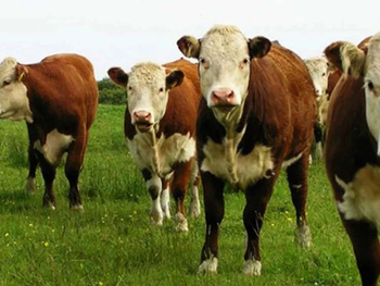 En Uruguay hay 11,3 millones de vacas y 3,4 millones de personas, lo que lo convierte en el país con más ganado per cápita del mundo.