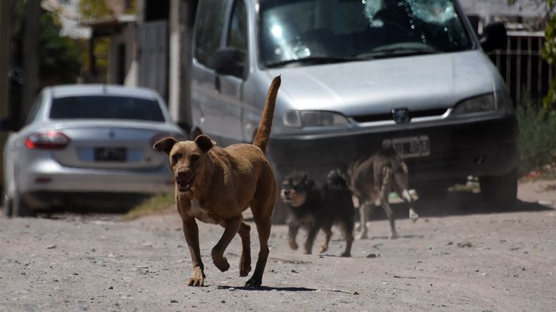 Inauguran la primera veterinaria para mascotas vulnerables