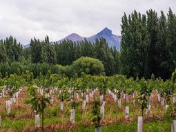 La producción de cerezas es el emblema de Los Antiguos, Santa Cruz. La producción de cerezas es el emblema de Los Antiguos, Santa Cruz.