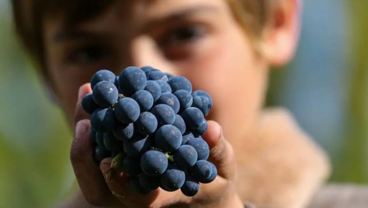 La Vendimia Neuquina continua sumando rincones en la provincia.