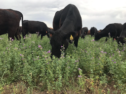 La investigación puede trater muy buenas posibilidades de siembra para los suelos salinos. La investigación puede trater muy buenas posibilidades de siembra para los suelos salinos.