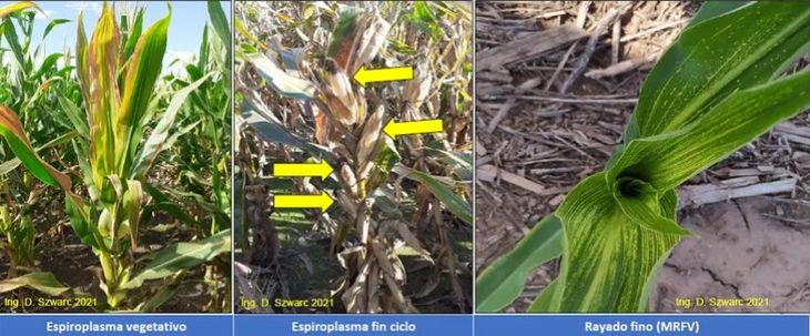 Los síntomas pueden aparecer en etapas vegetativas hasta reproductivas. Foto: CREA. Los síntomas pueden aparecer en etapas vegetativas hasta reproductivas. Foto: CREA.