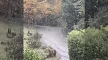 Esta mañana se vivieron nevadas en varios puntos de la provincia de Neuquén. Esta mañana se vivieron nevadas en varios puntos de la provincia de Neuquén.