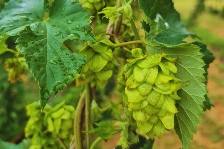 Los brotes de l&uacute;pulo alcanzan los US$1.200 por kilo en los mercados m&aacute;s exclusivos de Europa.