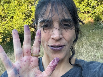 El fruto que tiñe las manos: Característico por su intenso color violeta, el maqui es recolectado artesanalmente entre enero y febrero.