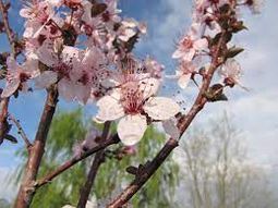 Marginales fueronlos daños causados esta madrugada por las heladas. Marginales fueronlos daños causados esta madrugada por las heladas.