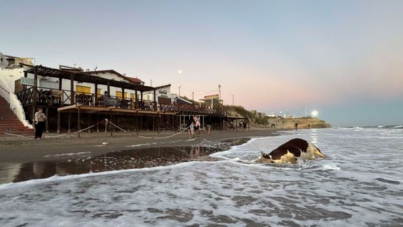 La vaca muerta apareció frente a La Rueda, uno de los paradores de la playa de Las Grutas.&nbsp;