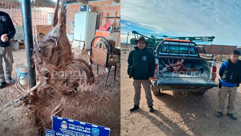 Cutral Co: allanamiento por dopaje y caza ilegal de animales