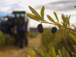 El proyecto busca afianzarse localmente para, luego, exportar a Brasil. El proyecto busca afianzarse localmente para, luego, exportar a Brasil.