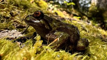 La ranita de Chaltén es endémica de los bosques altos de la Patagonia Sur: durante décadas se la consideró extinguida. La ranita de Chaltén es endémica de los bosques altos de la Patagonia Sur: durante décadas se la consideró extinguida.
