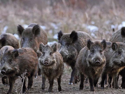Impacto millonario: El jabalí causa pérdidas por más de 1.380 millones de dólares en Argentina. Impacto millonario: El jabalí causa pérdidas por más de 1.380 millones de dólares en Argentina.