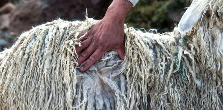 Los crianceros enfrentan una parición históricamente baja y un deterioro visible en la fibra por falta de pasturas.