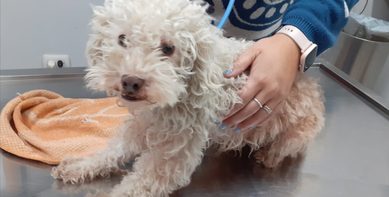 El caniche que, según comprobaron en mayo de 2024 en una veterinaria de Trelew, fue abusado. El caniche que, según comprobaron en mayo de 2024 en una veterinaria de Trelew, fue abusado. 