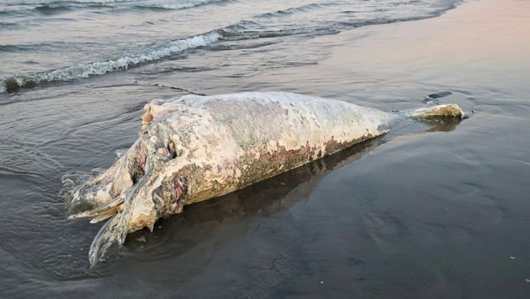 Un ballenato muerto en una playa céntrica de Puerto Madryn.