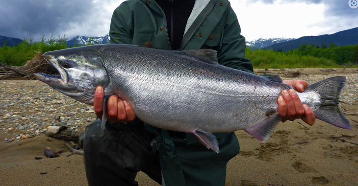 Río Santa Cruz: Identifican este cauce como un corredor clave para la dispersión de la especie. Foto: http://www.fishbiosystem.ru/ Río Santa Cruz: Identifican este cauce como un corredor clave para la dispersión de la especie. Foto: http://www.fishbiosystem.ru/