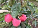 Nueva manzana rompe récord: 80 toneladas por hectárea