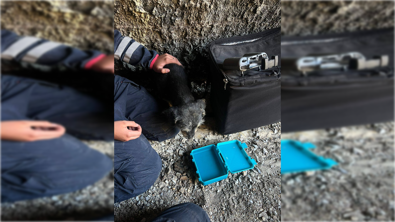 Poroto fue rescatado sano y salvo