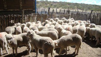 Río Negro: aprobaron financiamiento en el marco de la ley ovina