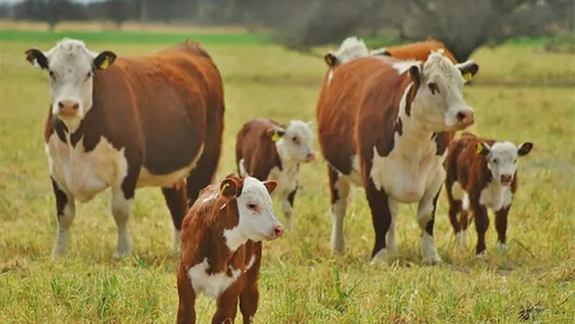 El precio internacional de carne vacuna creció 10% en 2024