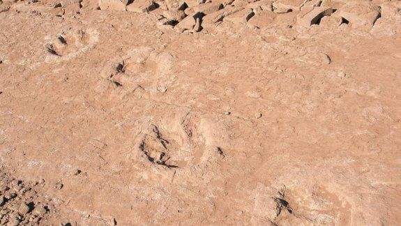Aparecieron 12 huellas de dinosaurio en Chocón Medio