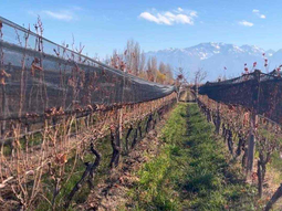 Según CRA,&nbsp;producir vid en el Valle de Uco ya implica trabajar a pérdida.