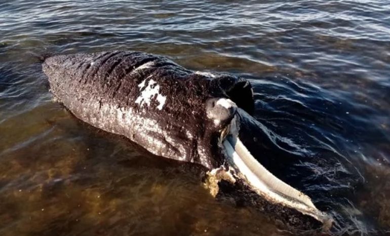 El ballenato que apareció en Puerto Madryn no tenía heridas que pudieran haberle causado la muerte. El ballenato que apareció en Puerto Madryn no tenía heridas que pudieran haberle causado la muerte.