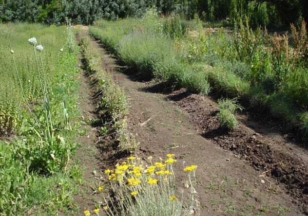 Avanza la producción de hierbas aromáticas