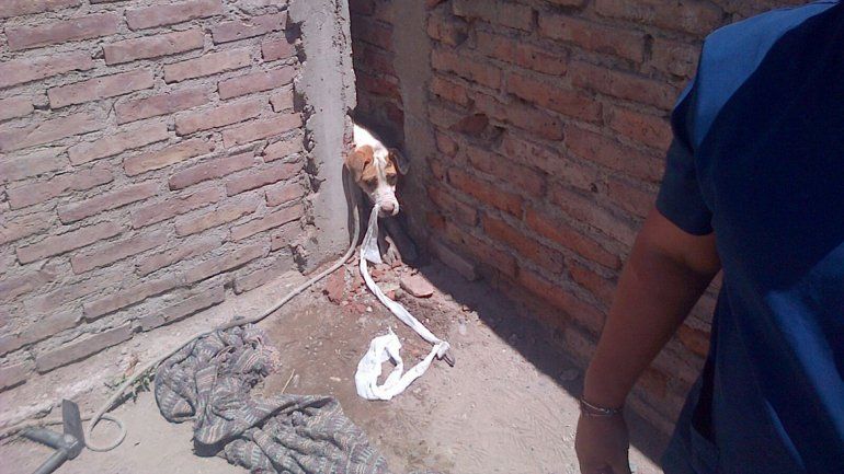 Rescatan a un perro que escapó asustado por la pirotecnia y quedó atrapado en un paredón