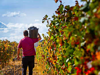 Con un ingreso acumulado de 520.960 kilogramos de uva, Neuquén se posiciona como el motor de la Delegación General Roca