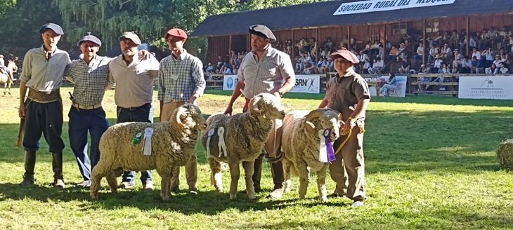 Excelencia premiada: Los carneros de Doña Amalia se alzan con los máximos premios en las rurales. Excelencia premiada: Los carneros de Doña Amalia se alzan con los máximos premios en las rurales.