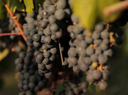 En 2011, Wines of Argentina estableció el Día del Malbec como una forma de anclar a la variedad en un calendario mundial. En 2011, Wines of Argentina estableció el Día del Malbec como una forma de anclar a la variedad en un calendario mundial.