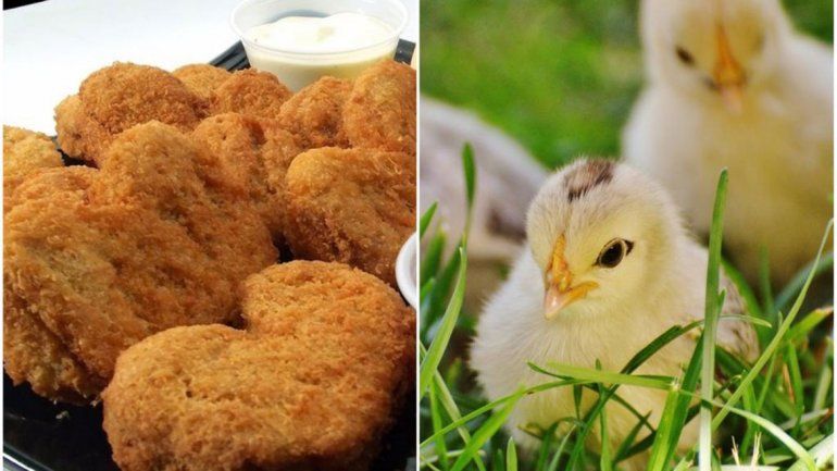 Producirán carne de pollo mediante células extraídas