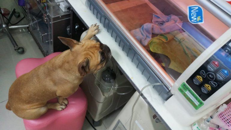 Una mamá bulldog es viral por vigilar a sus cachorros en la incubadora.