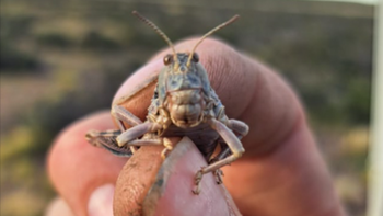 Los productores de Santa Cruz temen que se repitan los brotes masivos de años anteriores, que dejaron campos completamente arrasados. Los productores de Santa Cruz temen que se repitan los brotes masivos de años anteriores, que dejaron campos completamente arrasados.