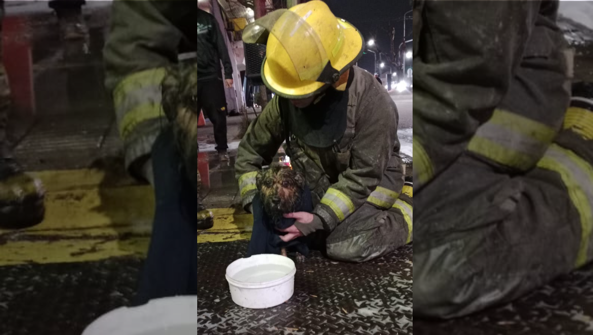 Bomberos rescataron un perro entre las llamas y el humo de un incendio