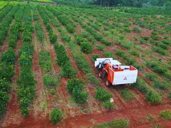 Cosechadora mecanizada en pleno trabajo sobre yerbal en verano, logrando rendimientos récord superiores a 14.600 kg/ha.