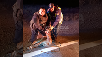 el rescate de chulengo, un guanaco que se encontraba perdido en la ruta 237 el rescate de chulengo, un guanaco que se encontraba perdido en la ruta 237