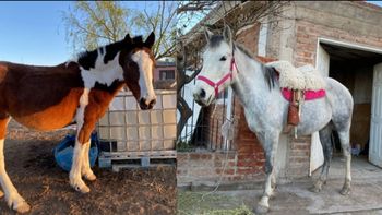Las dos yeguas robadas en el centro de equinoterapia de Fernández Oro: una estaba embarazada. Las dos yeguas robadas en el centro de equinoterapia de Fernández Oro: una estaba embarazada.