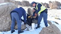 video: rescataron a un condor herido en el norte neuquino